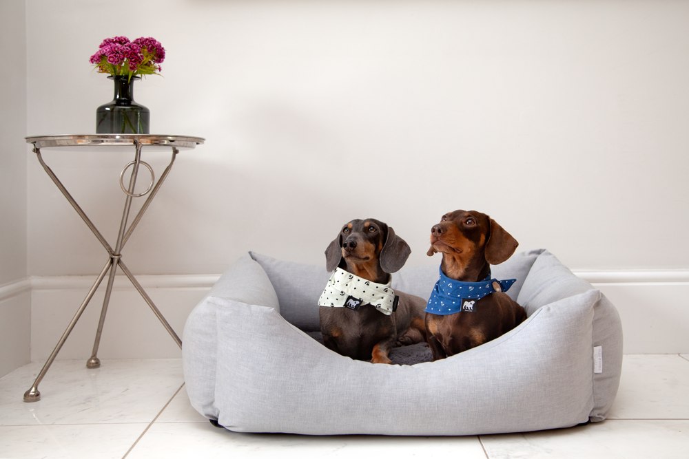 British dog bed company Hugo and Otto