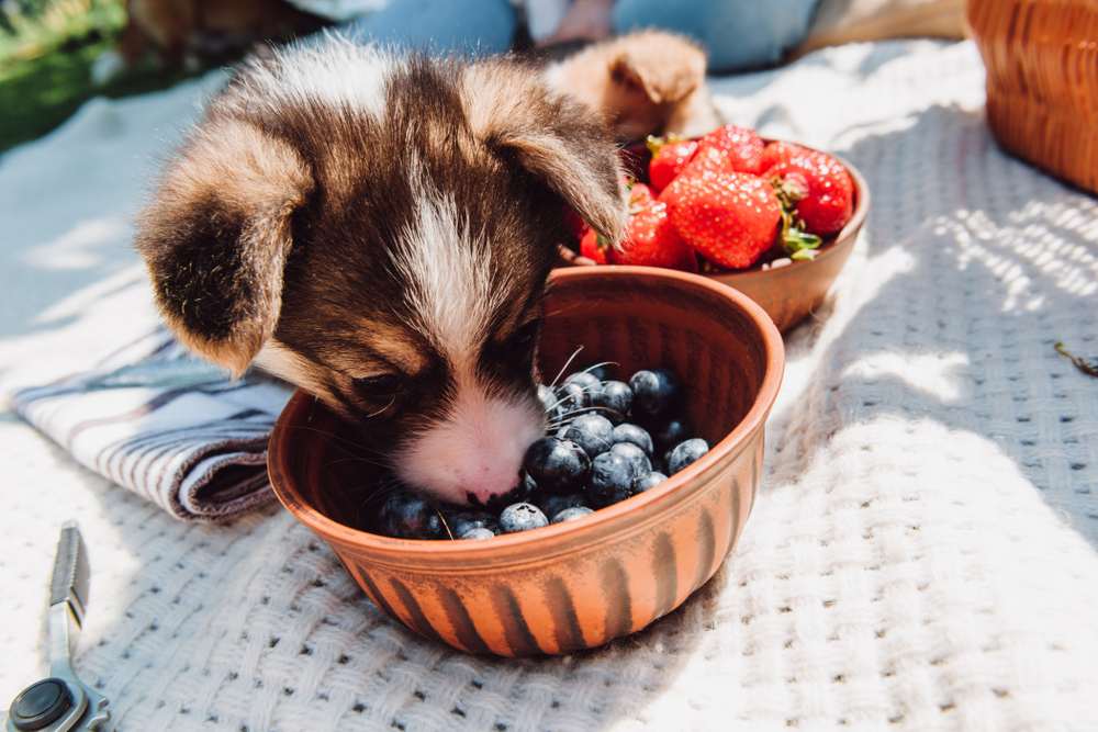 dogs eating blueberries mental wellbeing