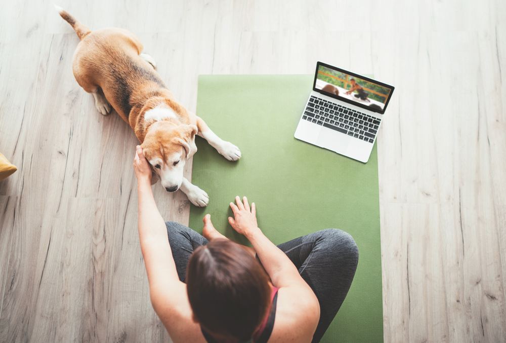 How To Create Your Own Online Dog Training Course | The Dogs