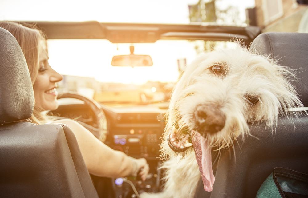 Travelling With Your Dog in the car