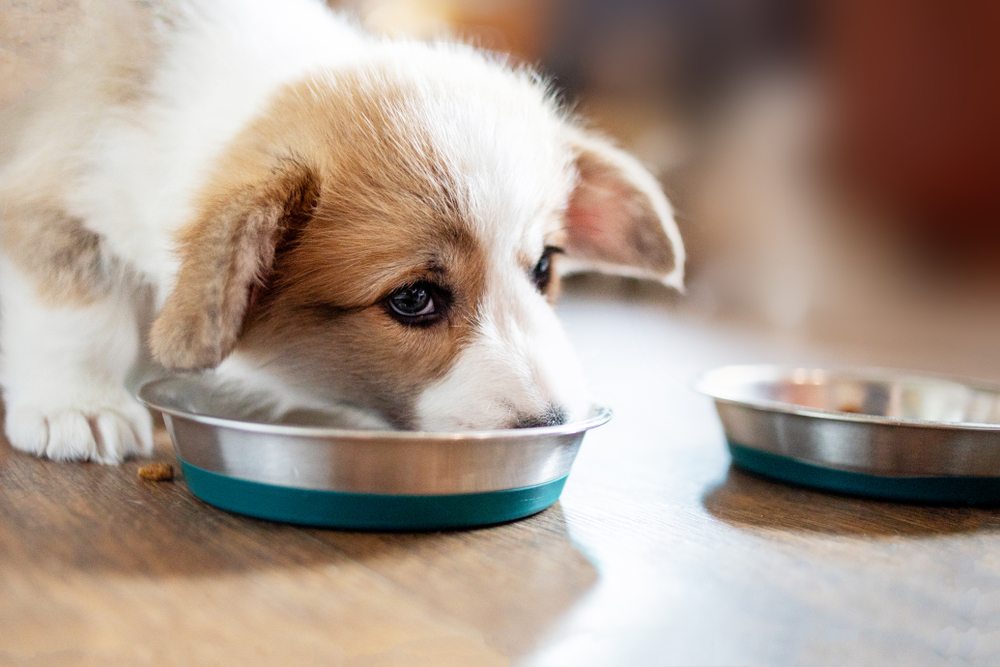 puppy switch food