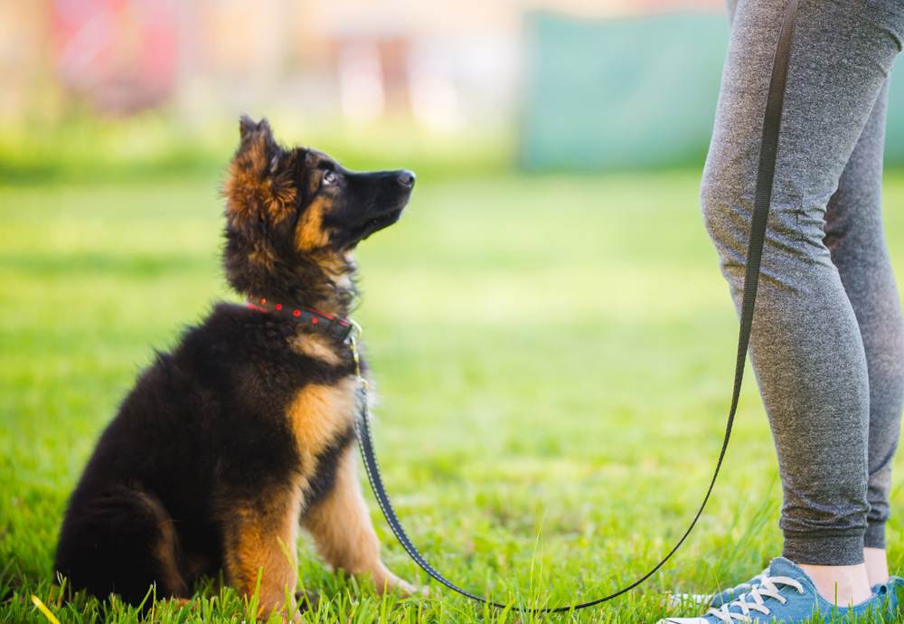 puppy parents training german shepherd