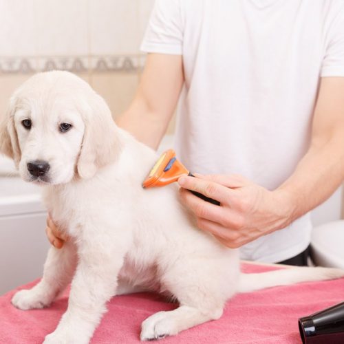 labrador puppy grooming