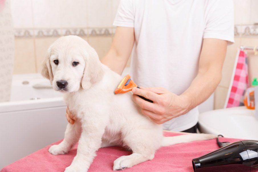labrador puppy grooming