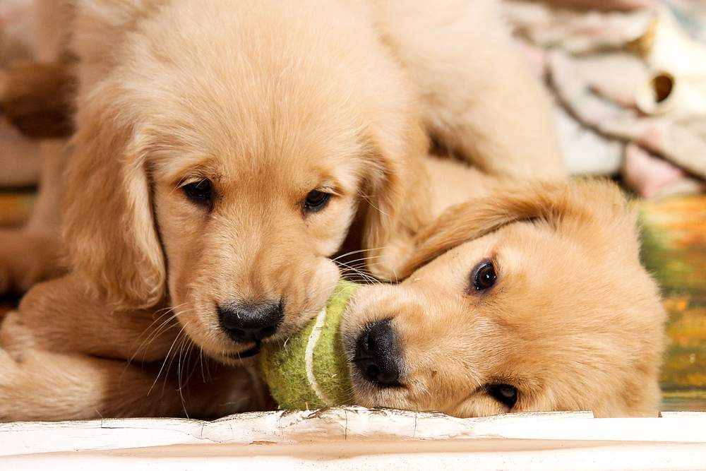 The Importance Of Puppy Socialisation puppies with ball