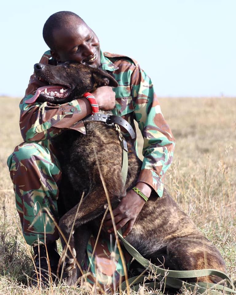 Rekari german shepherd in Kenya