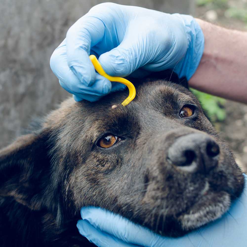 dog with tick being removed