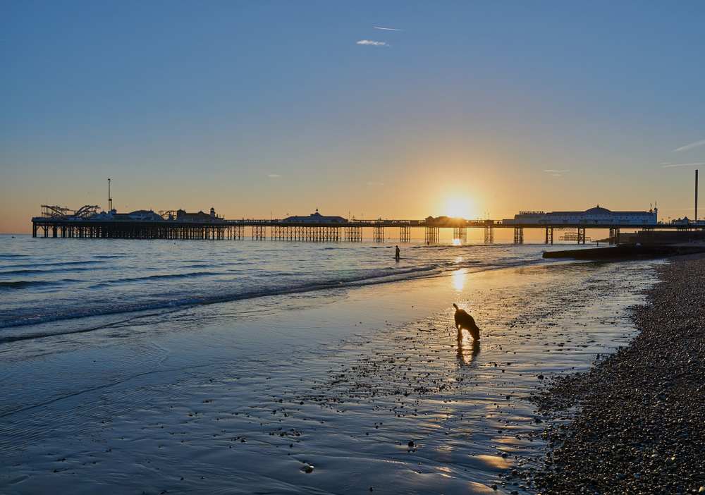 Brighton Beach dogs