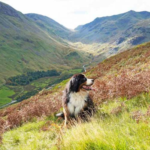 Lake District dog friendly spots staycations UK