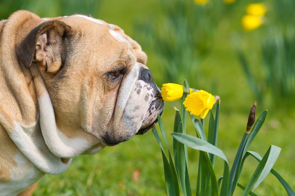 bulldog toxic summer plants daffodil 