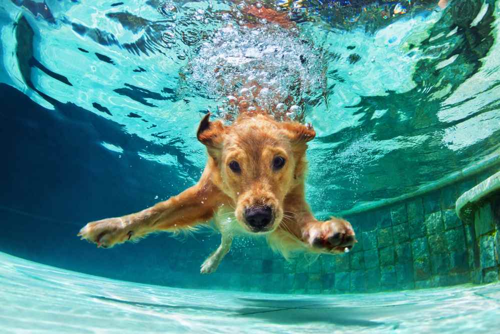 water puppy swimming