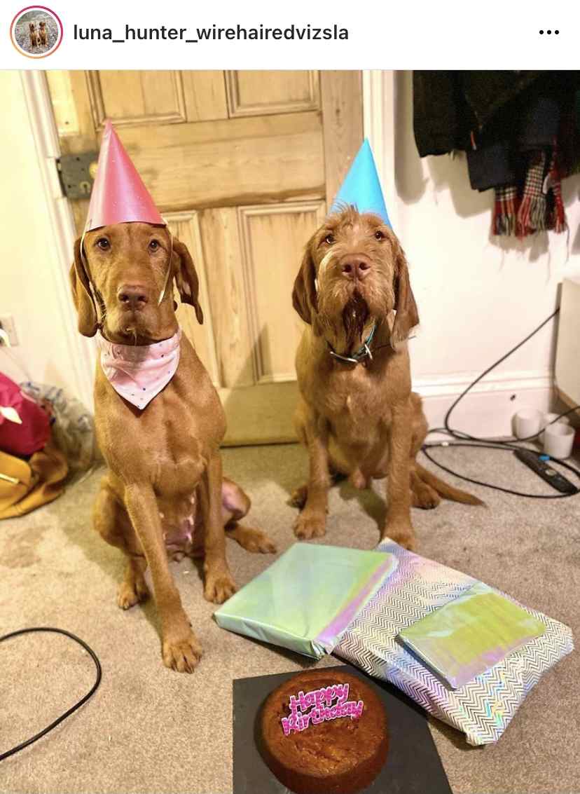 pampered dogs gifts luna hunter