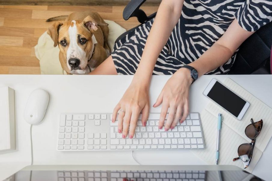 allows dogs in the workplace