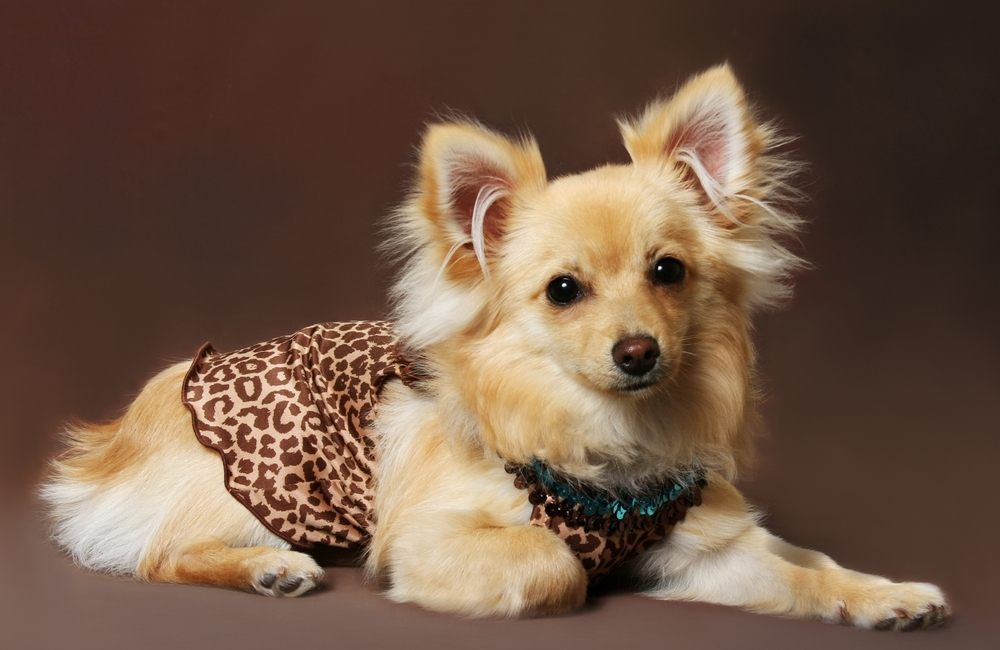 pampered pooches designer dog