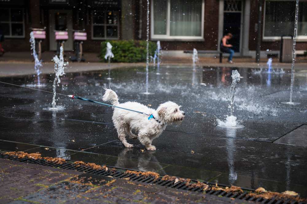 dog water fountain in heatwave