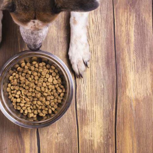 dry dog foods eating