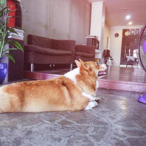 dog cool in heatwave