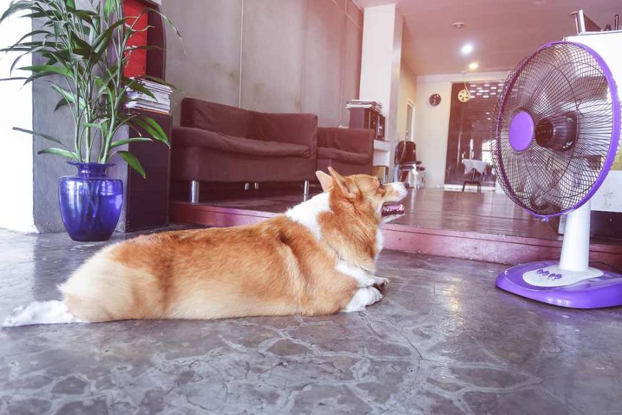 dog cool in heatwave