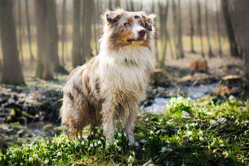 Australian Shepherd outdoor dog breeds