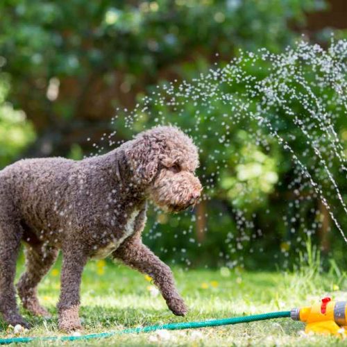 dog with sprinkler cool pets