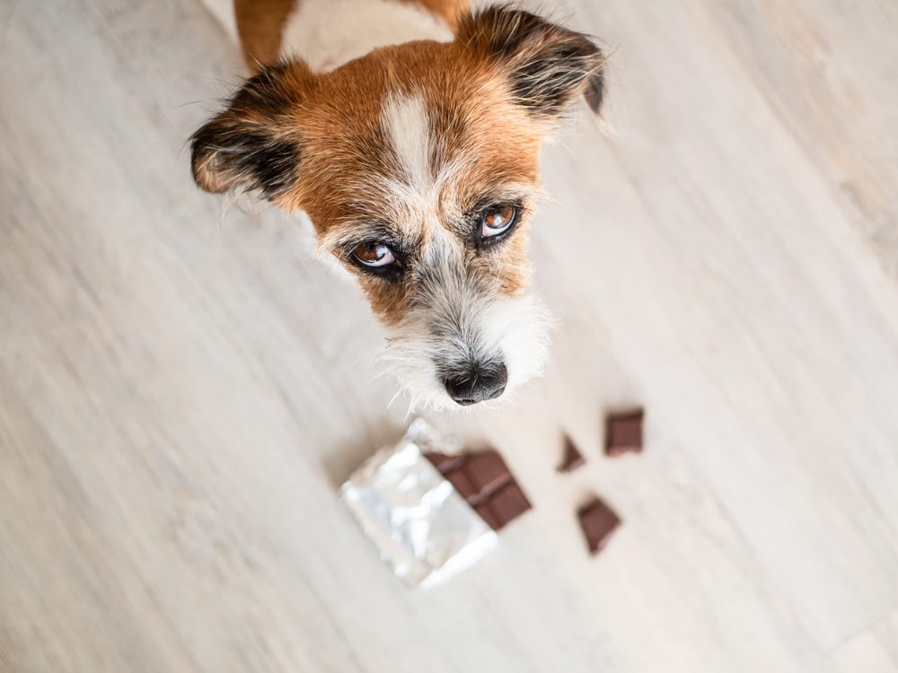 dogs eat chocolate