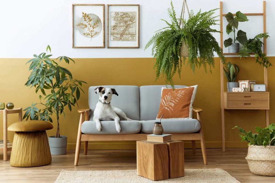 pet safe houseplants dog on chair