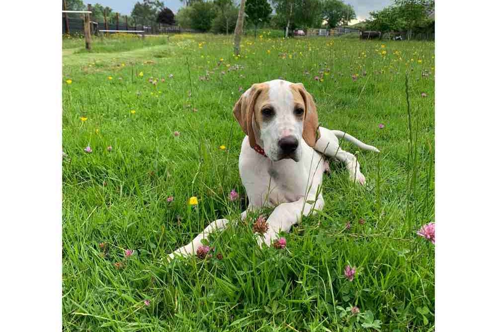 Cooper the English Pointer
