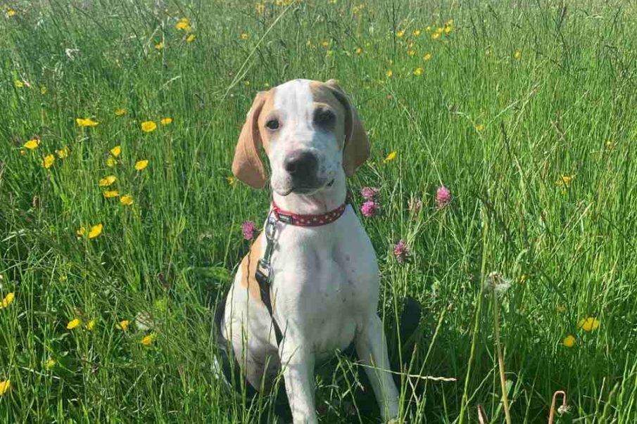 cooper the english pointer