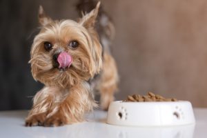 pickiest dog food yorkshire terrier