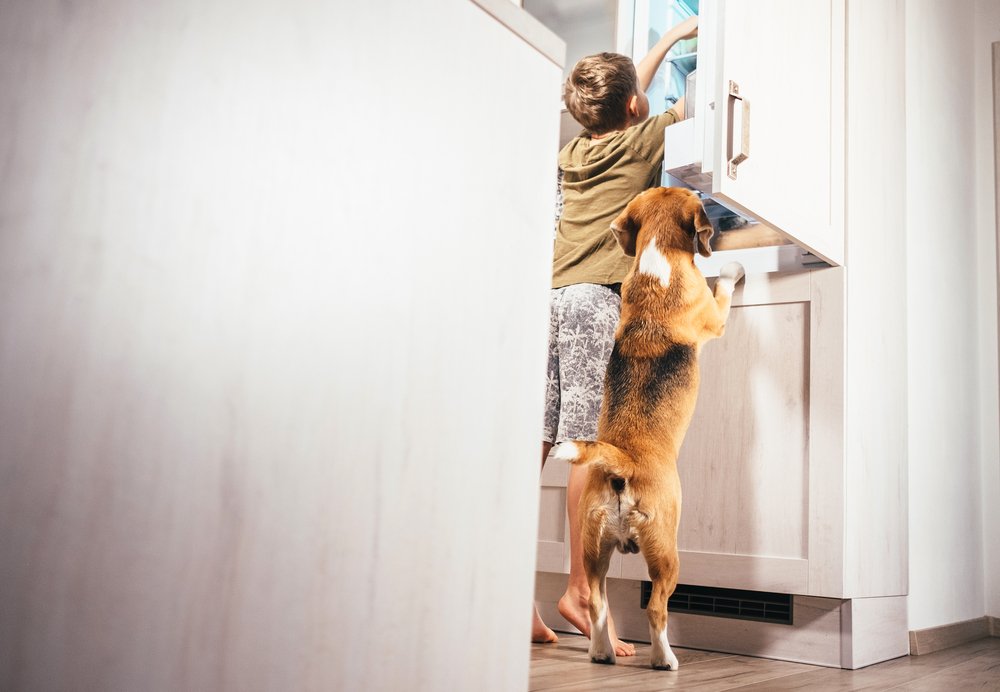 dog-friendly kitchen beagle