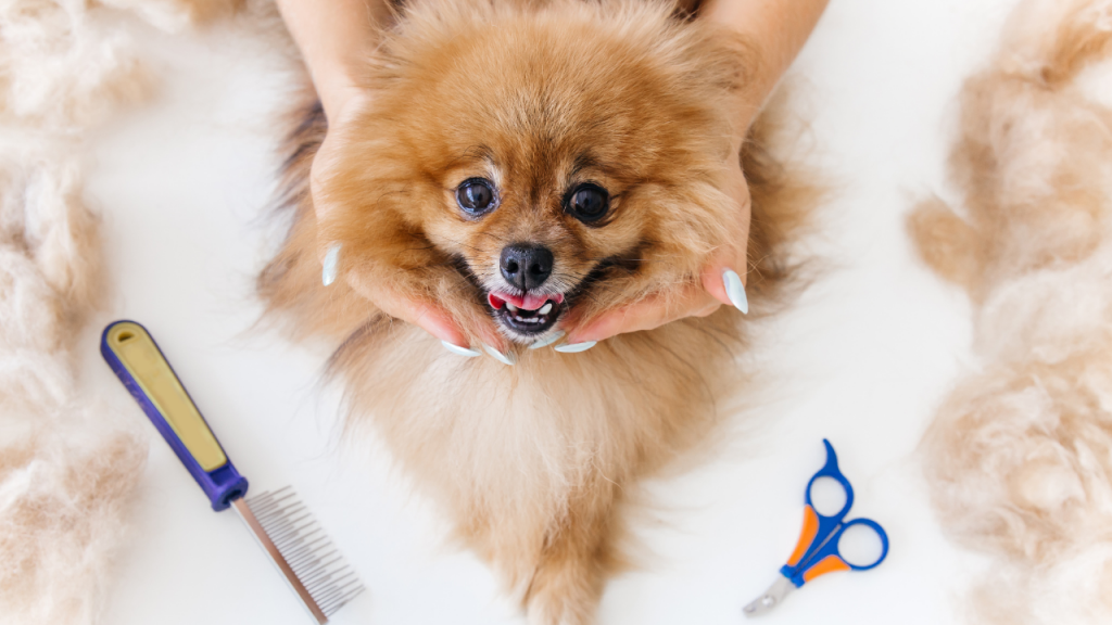 The Dogs A new blog for dogs