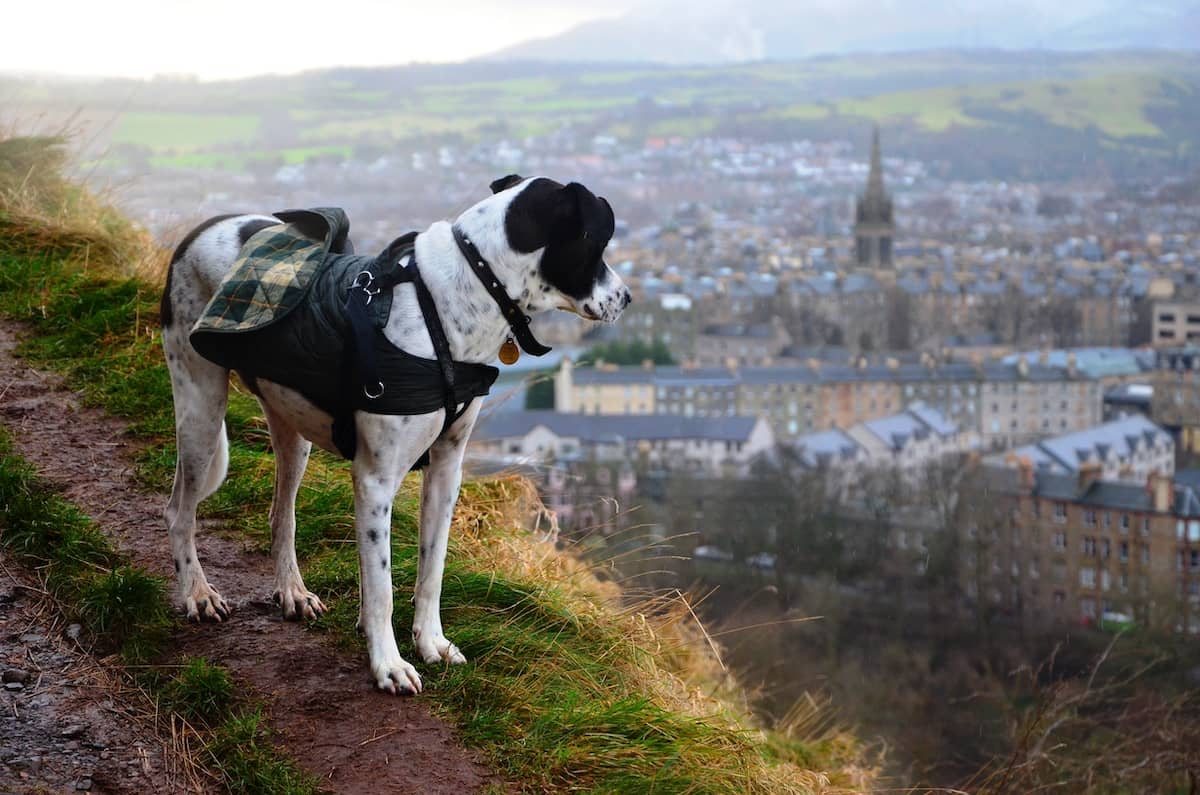 dog overlooking castle