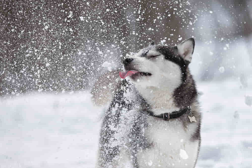 dogs snow