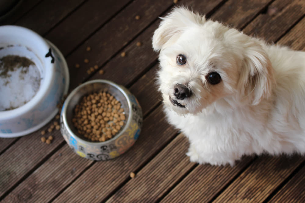 Small white dog standing over a food bowl