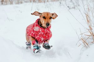 little dog with snow boots
