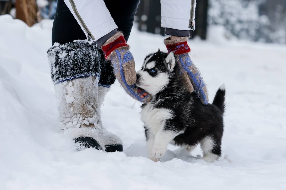 husky puppy in the snow with owner