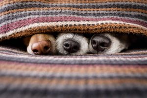 three dogs noses under blanket