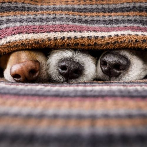three dogs noses under blanket