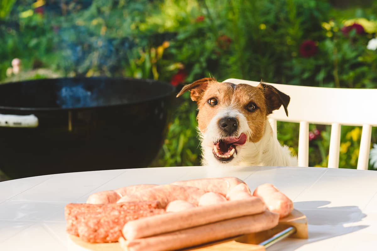 dog looking at sausages on table