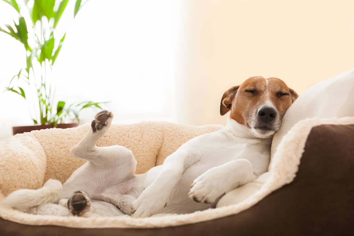 dog lying on a dog bed