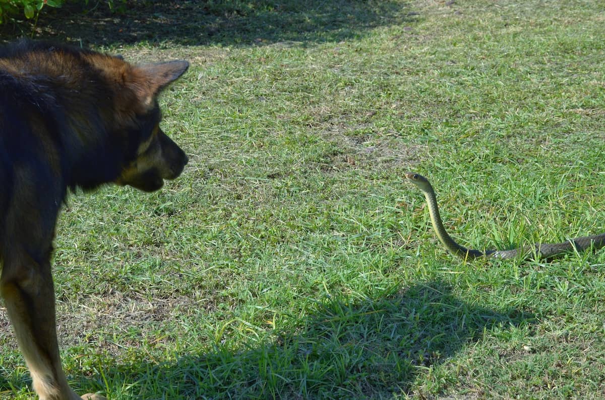 dog facing off with snake