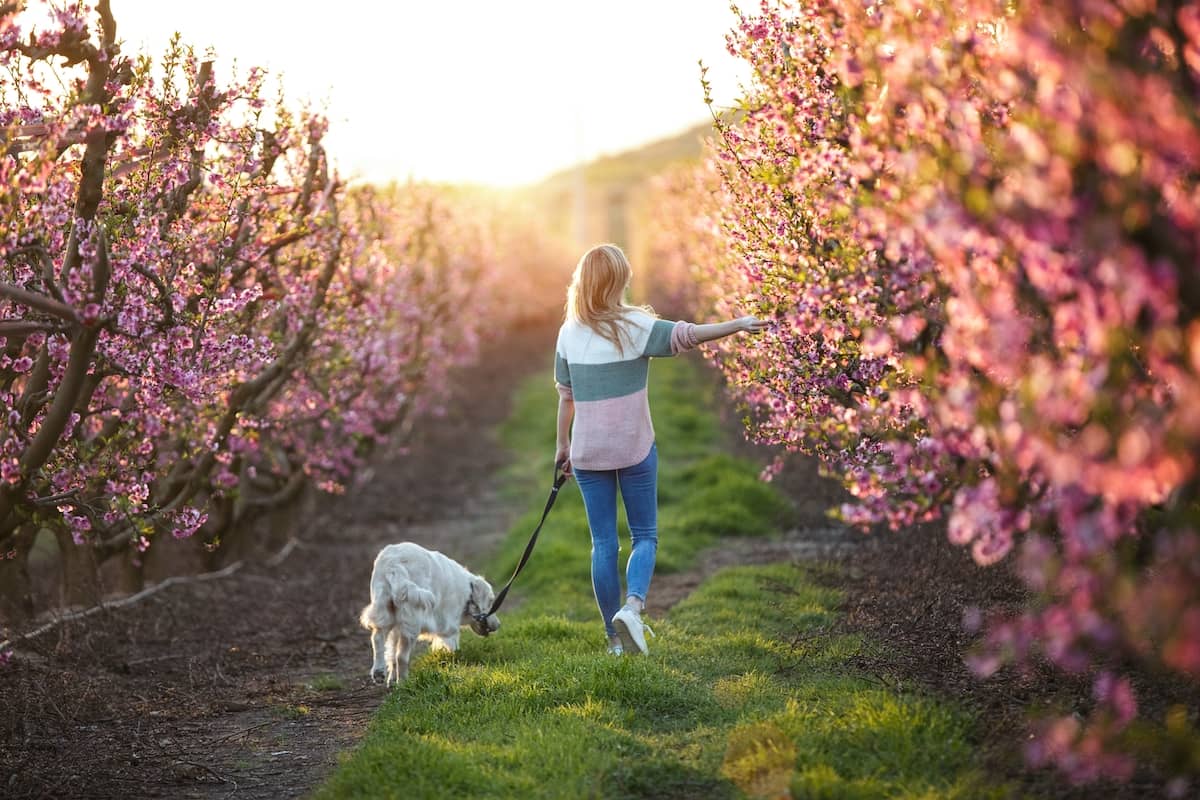 cherry blossom field dog walking