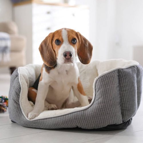 puppy in a dog bed