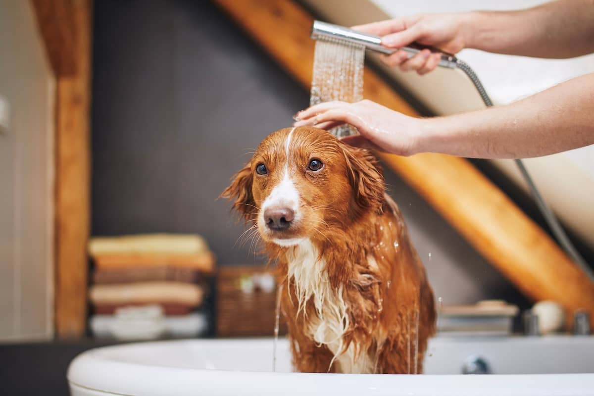 dog being showered in bath