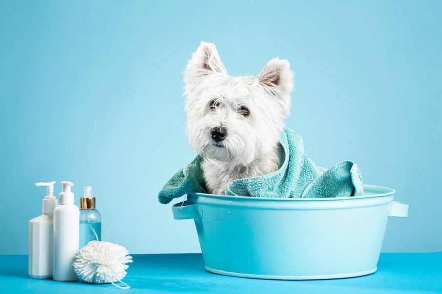 west highland white dog in blue bath
