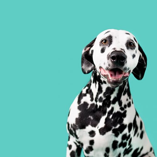 dalmation dog blue background