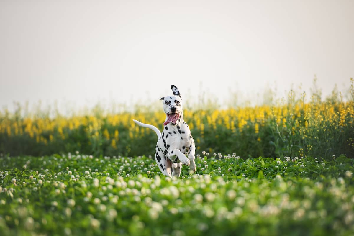 Dalmatian dog in field