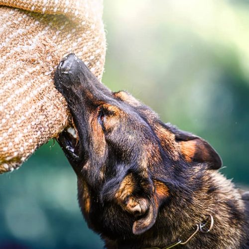 dog training bite