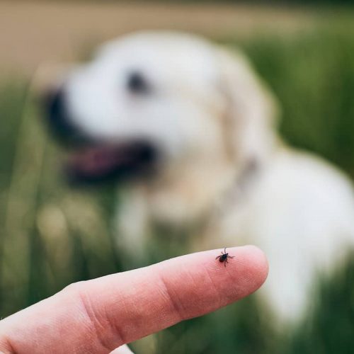 tick on human hand with dog in background