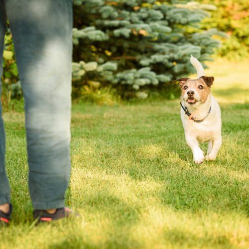 dog recall training